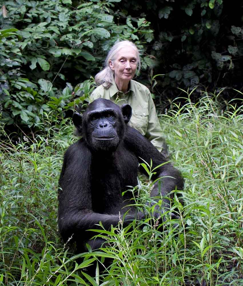 Jane Goodall Institute - Een partnerschap van 3 jaar.